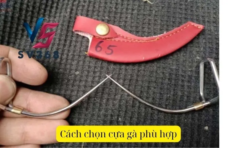 Cách chọn cựa gà phù hợp